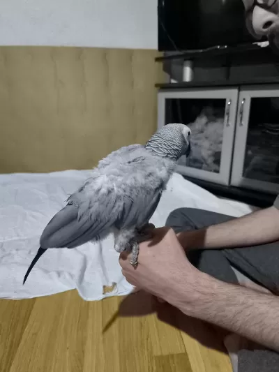 Evcil Ve Konuşan Jako Papağani Stres Geçirmiştir