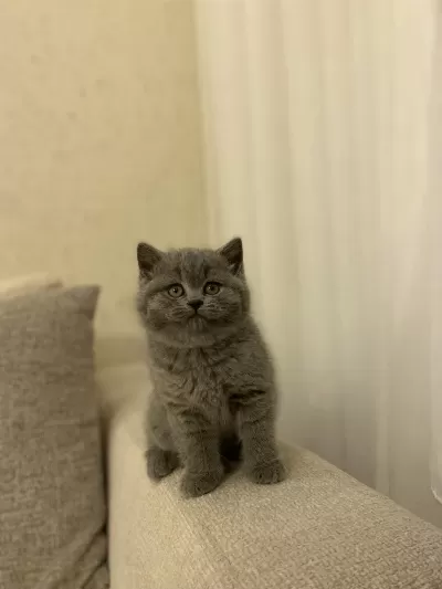 Teslime Hazir British Shorthair Yavrukar