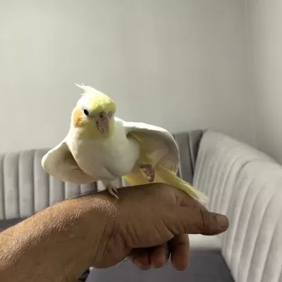 80 Günlük Sultan Papağanı Son Yavrular