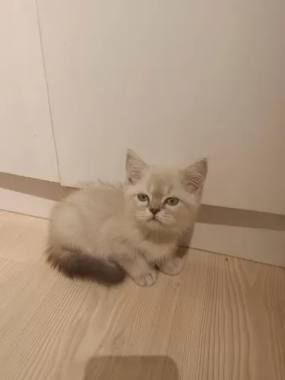 3 Aylık British Shorthair Yavrular