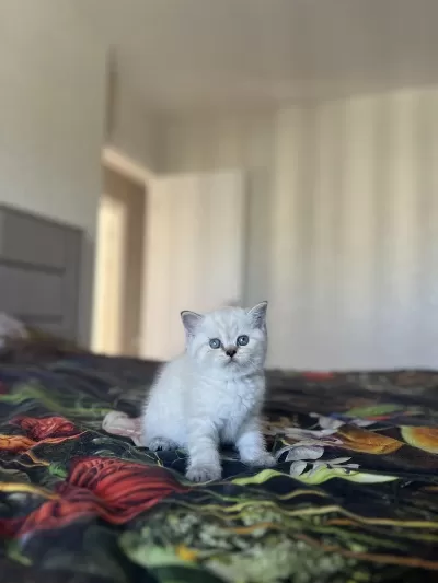 British Shorthair Silver Yavrularim