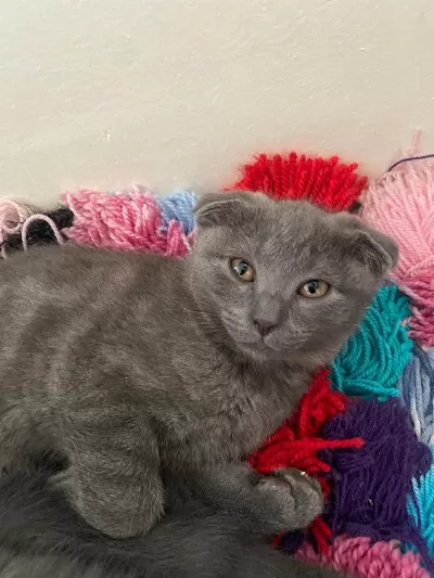 Orjinal British Shorthair Yavrular