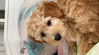 5 Aylık Maltipoo Yavrumuz