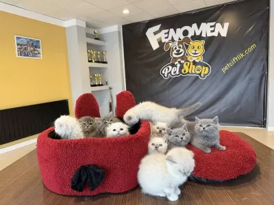 Top Kafa Scottish Fold Ve British Yavrularımız Ankara