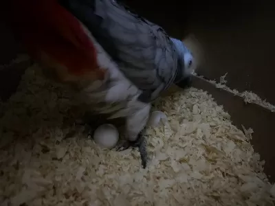 Sağlıklı Garantili Çift Jako