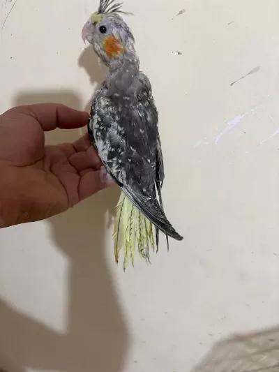 46 Günlük Full Evcil Kusursuz Sultan Papağani