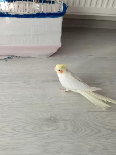 Lutino Erkek Sultan Papağanı