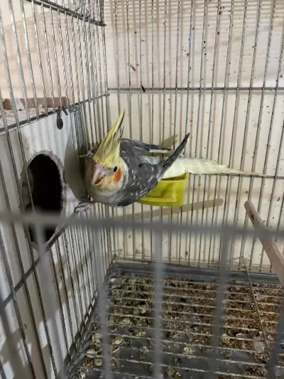 Kuluçka Makinesi Gibi Yavrulu Pied Takim Sultan
