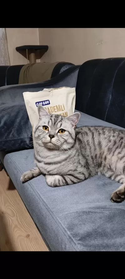 1,5 Yaşında Erkek Silver Tabby British Shorthair