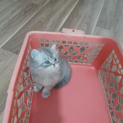 Yavru British Shorthair