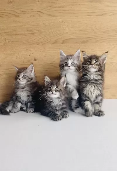 Değerini Bilene Xxl Maine Coon Bebeklerim