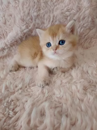 Golden British Shorthair Bebekler