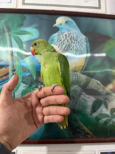El Besleme Pakistan Papağanı Gönderim Var