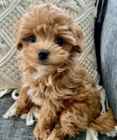 Maltipoo Yavrumuz Kg Garantili