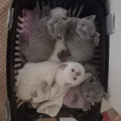 Yavru British Shorthair