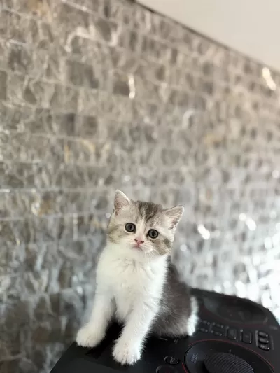 Sevimli British Shorthair Yavrularim