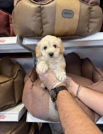 Maltipoo Babyface Yavrularımız