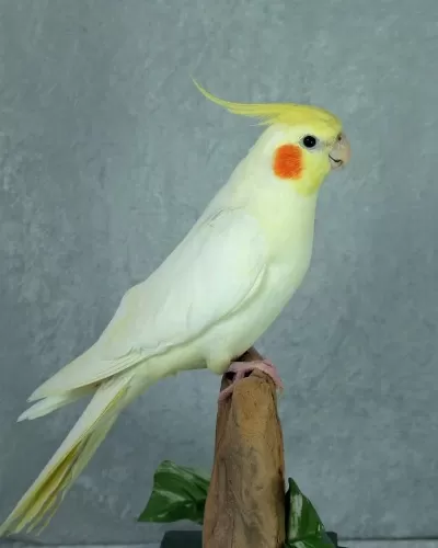 Sultan Papağani Bebeklerimiz El Besleme Yavru