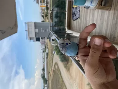 Ele Kola Gelen Yavru Muhabbet Kuşu