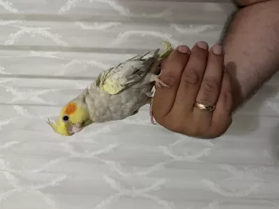 Sultan Papağanı Yavruları Ele Alışık