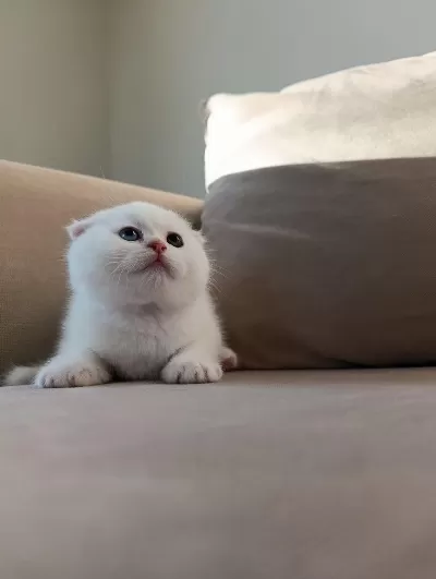 Karbeyaz Ns11 Scottish Fold Yavrusu