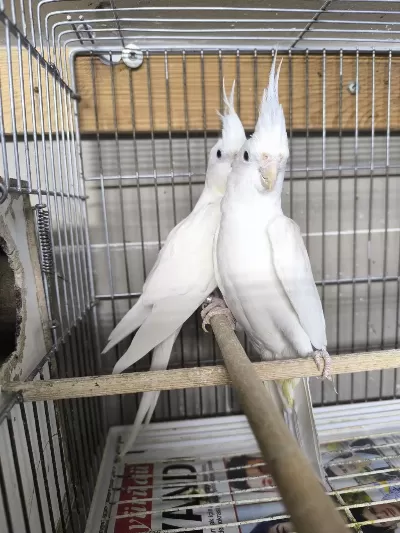Albino Takım Sultan Papağanı