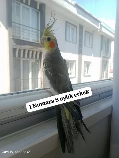 Sultan Papağanı Ev Üretimi Kuşlar