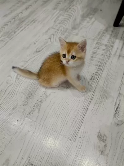 Minicik British Shorthair Bebişlerim