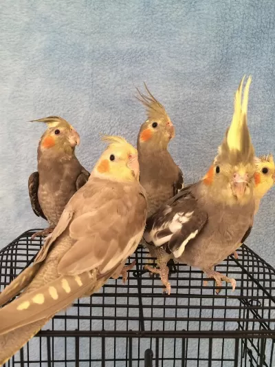 En Üst Kalite Jumbo Erkek Bebek Sultan Papagani