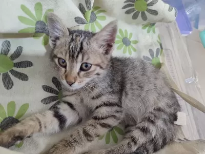 Ücretsiz Sahiplendirme 45 Günlük Bebek Dişi Tekir