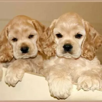 Amerikan Cocker Köpeklerimiz Gelip Görerek Alabilirsiniz