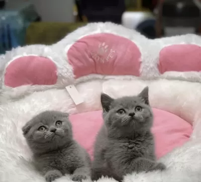 British Shorthair &amp; Scottish Fold Yavrularim