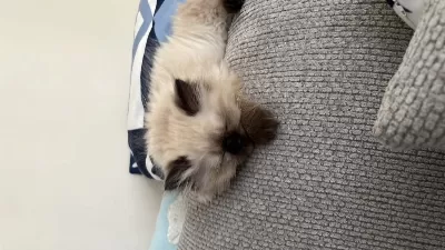 British Longhair Prensesim