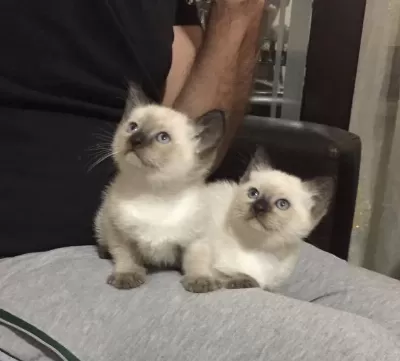 Yeni Doğmuş Siyam Kedisi Yavruları