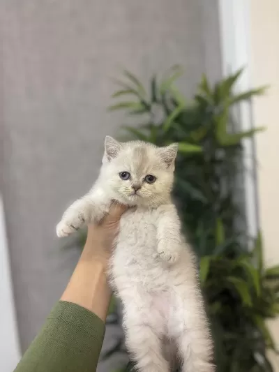British Shorthair Sişver Yavrularim