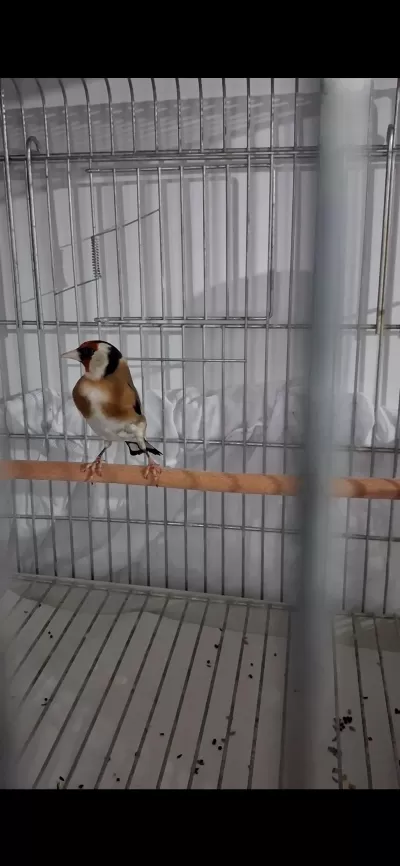 Harika Erkek Saka Kuşu