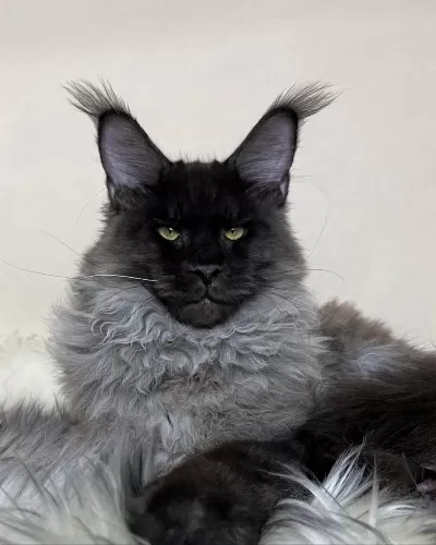 Sçr Li Aşılı Pasaportlu Maine Coon Yavrularımız