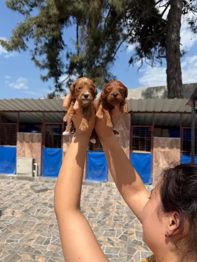 Maltipoo Yavrusu Köpeklerimiz