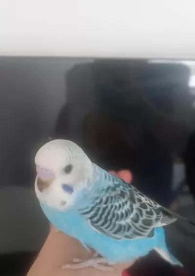 Yavru Muhabbet Kuşu Ev Üretimi