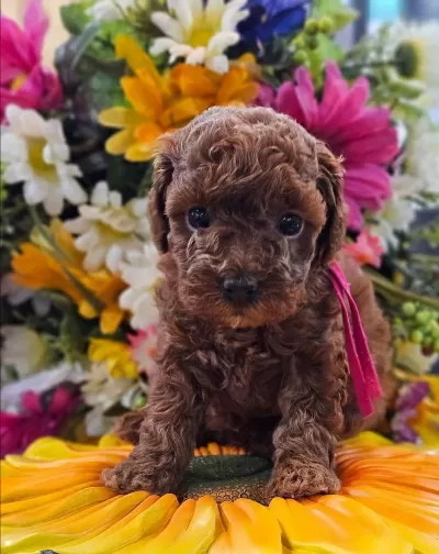 Ruhsatli Köpek Çiftliğinden Toy Poodle Yavrularımız