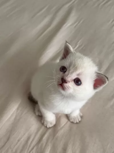 British Shorthair Yavrular Yuva Bekliyor