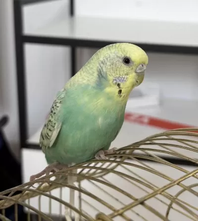 Sahibinden Dişi Muhabbet Kuşu