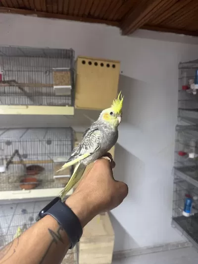Full Evcil Sultan Papagani Yavru