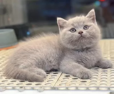 İrk Garantili British Shorthair Yavrular
