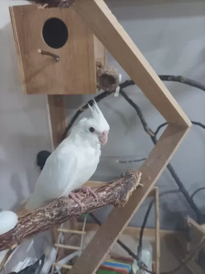 2 Aylik Albino Kirmizi Göz Sultan Papağani