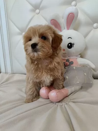 Kore Maltipoo Yavrular