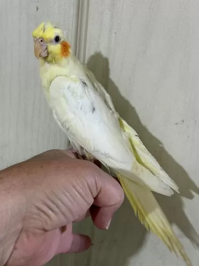 53 Günlük Ful Evcil Lutino Sultan Papağani Bebek