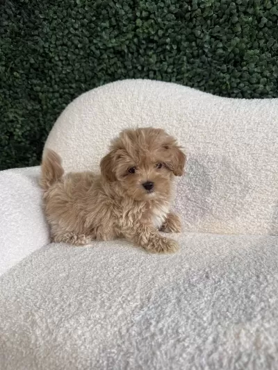 Maltipoo Teacup Yavrularımız