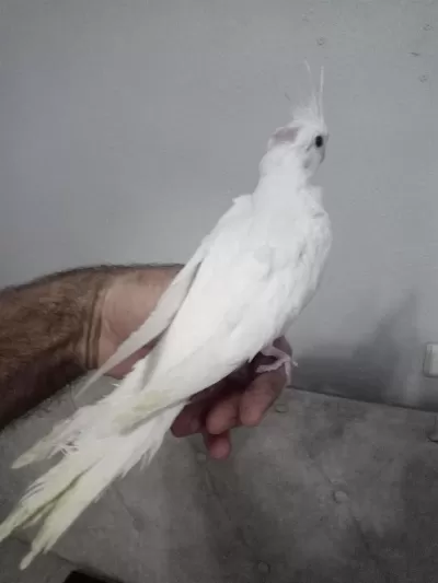 Evcil Albino Sultan Papağanı Yavrular