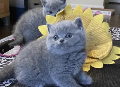 British Shorthair Gri Yavrularim